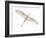 Fly-Keren Or-Framed Photographic Print