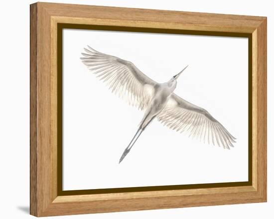 Fly-Keren Or-Framed Premier Image Canvas