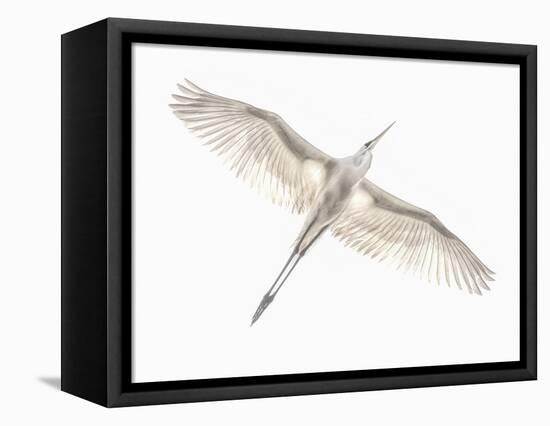 Fly-Keren Or-Framed Premier Image Canvas