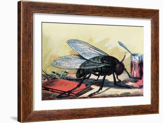 Fly-null-Framed Art Print