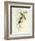 Flycatcher (Ficedula Hypolaris)-John Gould-Framed Giclee Print