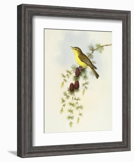 Flycatcher (Ficedula Hypolaris)-John Gould-Framed Giclee Print