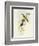 Flycatcher (Ficedula Hypolaris)-John Gould-Framed Giclee Print