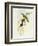 Flycatcher (Ficedula Hypolaris)-John Gould-Framed Giclee Print