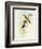 Flycatcher (Ficedula Hypolaris)-John Gould-Framed Giclee Print