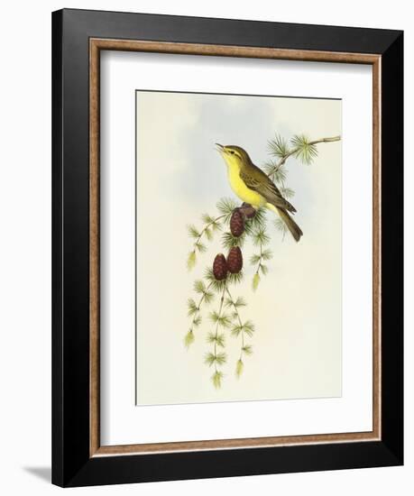 Flycatcher (Ficedula Hypolaris)-John Gould-Framed Giclee Print