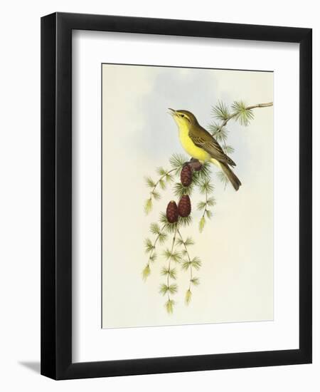 Flycatcher (Ficedula Hypolaris)-John Gould-Framed Giclee Print