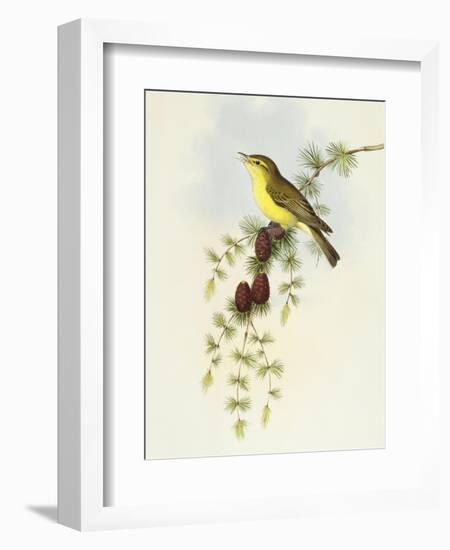 Flycatcher (Ficedula Hypolaris)-John Gould-Framed Giclee Print