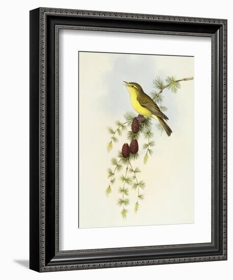 Flycatcher (Ficedula Hypolaris)-John Gould-Framed Giclee Print