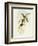 Flycatcher (Ficedula Hypolaris)-John Gould-Framed Giclee Print