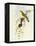 Flycatcher (Ficedula Hypolaris)-John Gould-Framed Premier Image Canvas