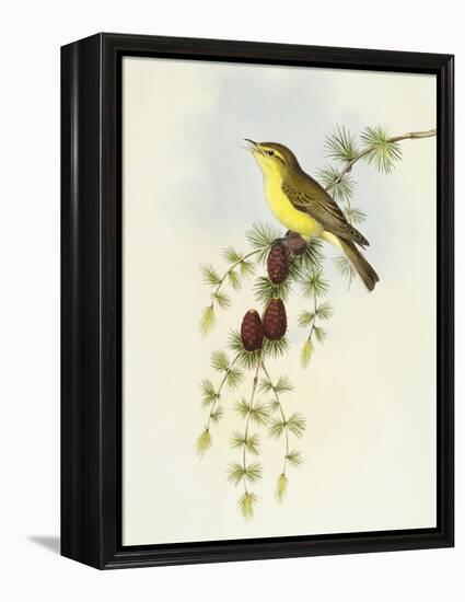 Flycatcher (Ficedula Hypolaris)-John Gould-Framed Premier Image Canvas