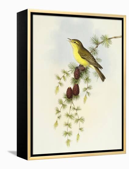 Flycatcher (Ficedula Hypolaris)-John Gould-Framed Premier Image Canvas