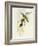 Flycatcher (Ficedula Hypolaris)-John Gould-Framed Giclee Print