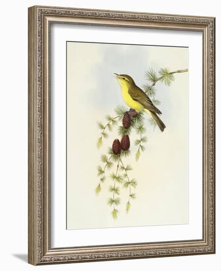 Flycatcher (Ficedula Hypolaris)-John Gould-Framed Giclee Print