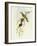 Flycatcher (Ficedula Hypolaris)-John Gould-Framed Giclee Print