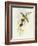 Flycatcher (Ficedula Hypolaris)-John Gould-Framed Giclee Print