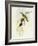 Flycatcher (Ficedula Hypolaris)-John Gould-Framed Giclee Print