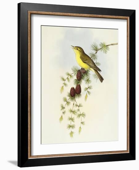 Flycatcher (Ficedula Hypolaris)-John Gould-Framed Giclee Print