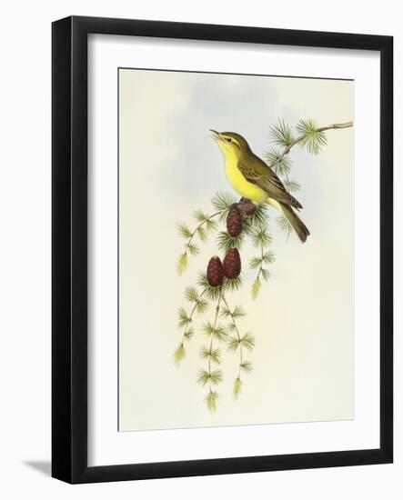 Flycatcher (Ficedula Hypolaris)-John Gould-Framed Giclee Print