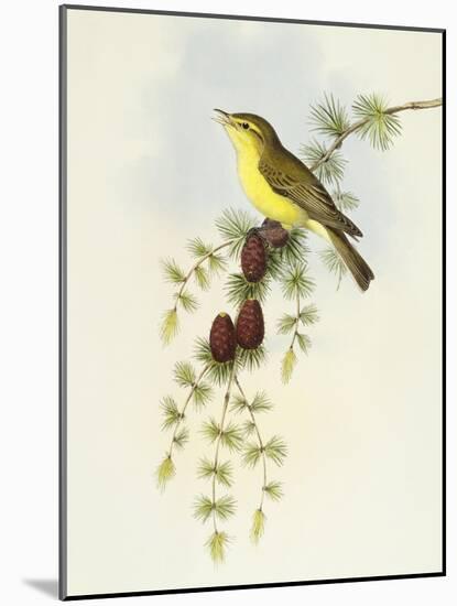 Flycatcher (Ficedula Hypolaris)-John Gould-Mounted Giclee Print