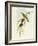 Flycatcher (Ficedula Hypolaris)-John Gould-Framed Giclee Print