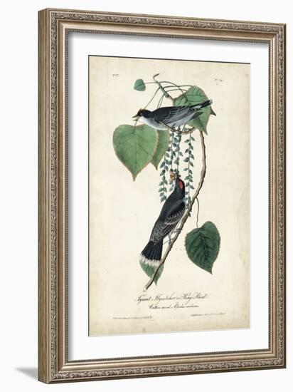 Flycatcher & King Bird-John James Audubon-Framed Art Print