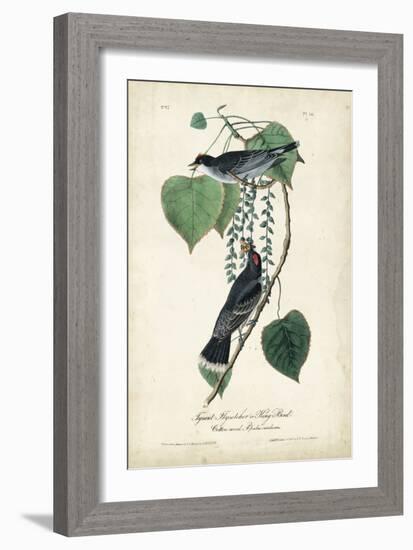 Flycatcher & King Bird-John James Audubon-Framed Art Print