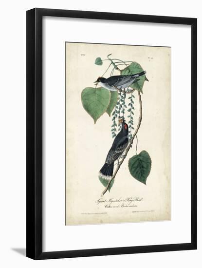 Flycatcher & King Bird-John James Audubon-Framed Art Print