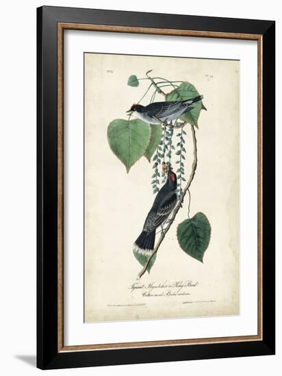 Flycatcher & King Bird-John James Audubon-Framed Art Print