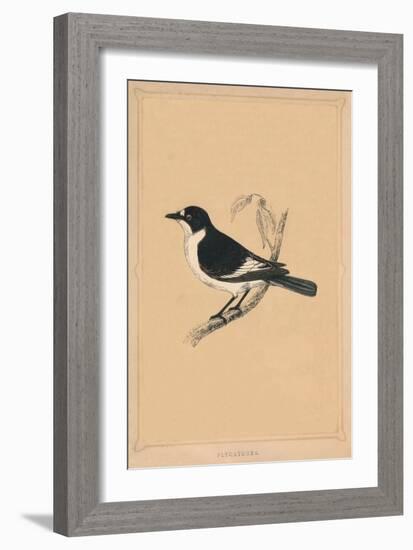 'Flycatcher', (Muscicapidae), c1850, (1856)-Unknown-Framed Giclee Print