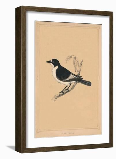 'Flycatcher', (Muscicapidae), c1850, (1856)-Unknown-Framed Giclee Print