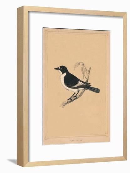 'Flycatcher', (Muscicapidae), c1850, (1856)-Unknown-Framed Giclee Print