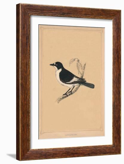 'Flycatcher', (Muscicapidae), c1850, (1856)-Unknown-Framed Giclee Print