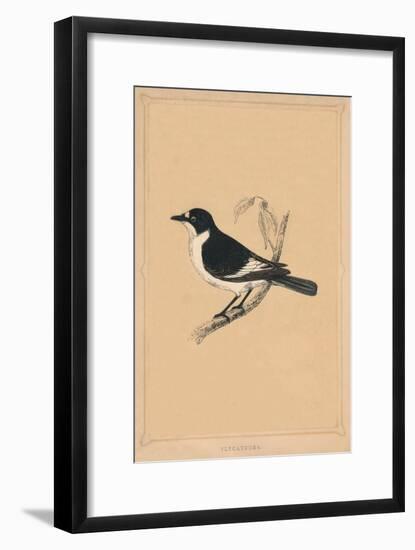 'Flycatcher', (Muscicapidae), c1850, (1856)-Unknown-Framed Giclee Print