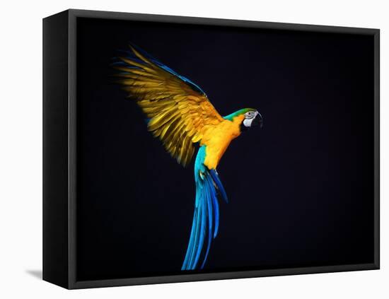 Flying Ara On A Dark Background-NejroN Photo-Framed Premier Image Canvas