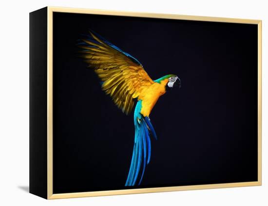 Flying Ara On A Dark Background-NejroN Photo-Framed Premier Image Canvas