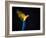 Flying Ara On A Dark Background-NejroN Photo-Framed Photographic Print