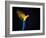 Flying Ara On A Dark Background-NejroN Photo-Framed Photographic Print