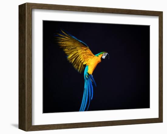 Flying Ara On A Dark Background-NejroN Photo-Framed Photographic Print