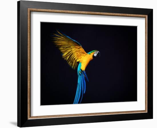 Flying Ara On A Dark Background-NejroN Photo-Framed Photographic Print