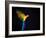 Flying Ara On A Dark Background-NejroN Photo-Framed Photographic Print