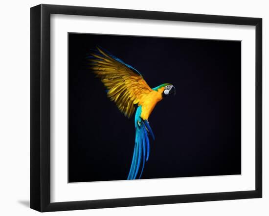 Flying Ara On A Dark Background-NejroN Photo-Framed Photographic Print