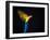 Flying Ara On A Dark Background-NejroN Photo-Framed Photographic Print