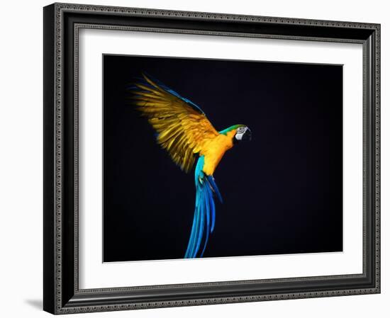 Flying Ara On A Dark Background-NejroN Photo-Framed Photographic Print
