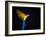 Flying Ara On A Dark Background-NejroN Photo-Framed Photographic Print