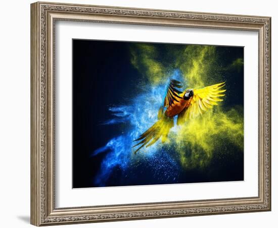 Flying Ara Parrot over Colourful Powder Explosion-NejroN Photo-Framed Photographic Print