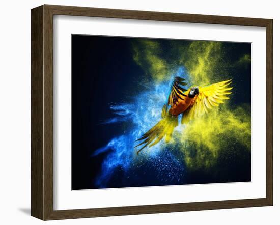 Flying Ara Parrot over Colourful Powder Explosion-NejroN Photo-Framed Photographic Print