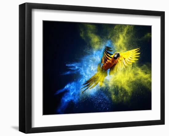 Flying Ara Parrot over Colourful Powder Explosion-NejroN Photo-Framed Photographic Print