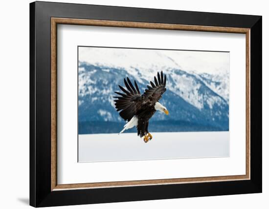 Flying Bald Eagle ( Haliaeetus Leucocephalus Washingtoniensis ) over Snow-Covered Mountains. Winter-Sergey Uryadnikov-Framed Photographic Print